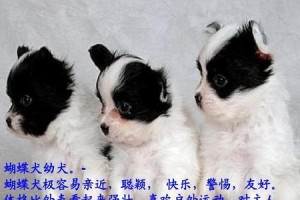 科学饲养蝴蝶犬，让它健康成长（以宠物为主，用心呵护你的蝴蝶犬）