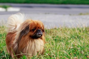 京巴犬的例行检查与日常护理（爱宠们健康长大的秘诀——京巴犬护理）