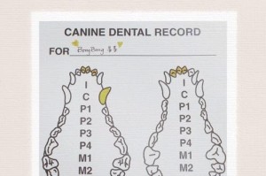 泰迪犬换牙周期与特点（探讨泰迪犬换牙过程中的关键信息）