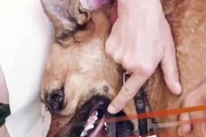 狂犬病前期发病症状——了解病情及时防控（早期症状揭示狂犬病风险，关注关键信号）