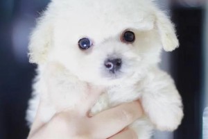 如何选择适合你的狗狗——买什么最好？