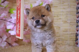 柴犬幼犬的选择与饲养指南（了解柴犬幼犬的价格和适宜饲养条件）