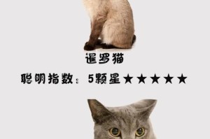 卡尔特猫饲养方法（了解卡尔特猫，打造健康生活）