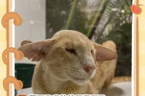 如何判断猫咪是否发烧？（两个测量方法建议你收藏）