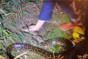 毛耳飞鼠的饲养技巧（从宠物选择到健康养护，教你轻松养成小毛球宝贝）