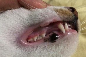正常猫的牙龈颜色（探究猫的口腔健康，了解正常牙龈的颜色）