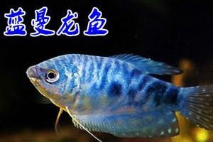 蓝曼龙鱼的饲养方法（打造健康幸福的水族世界）