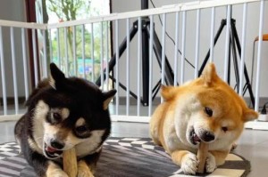 柴犬幼崽的饮食安排及喂养时间表（以柴犬幼崽每日饮食为例，探讨喂养频率和间隔时间的最佳实践）