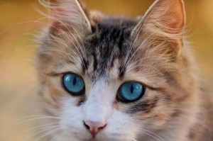 探究猫咪喜欢什么颜色（了解猫咪喜爱的颜色和他们的行为习惯）