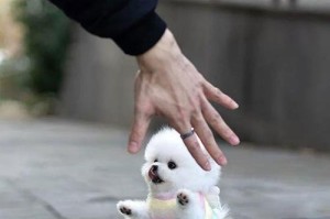 选择适合你的小型宠物狗（了解不同品种的特点与养护需求）