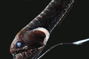 深海龙鱼（MBARI分享新视频，揭秘神秘深海生物）