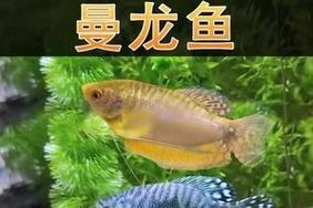 蓝曼龙鱼的饲养方法（打造一个健康快乐的水族箱）