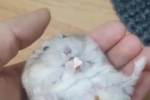 仓鼠生病的症状及应对方法（了解仓鼠生病的常见症状，有效应对保护宠物健康）