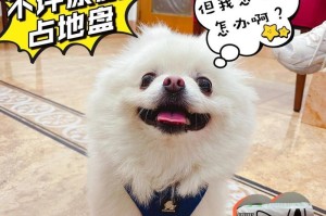 为什么狗狗喜欢在家里尿尿？（探究狗狗在家尿尿的原因及如何纠正这一行为）