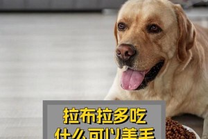 六个月的拉布拉多狗粮选择指南（以六个月的拉布拉多狗粮为主食，让它健康成长）