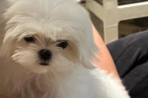 狗孩子到底多久不能洗澡？（洗澡频率对狗孩子的影响以及正确的洗澡间隔时间）