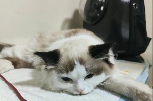 生病的小猫该如何喂养？（生病小猫饮食注意事项）