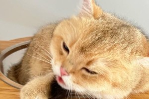 猫咪为何喜欢舔我脸？（探究猫咪舔人脸的原因和意义）