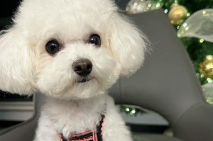 比熊犬的膳食需求（探索比熊犬最适宜的蔬菜饮食，让它们更健康快乐）