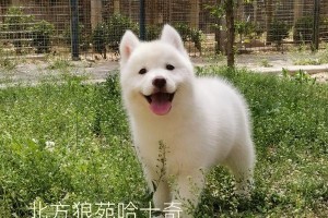 纯白色的狗（雪白如玉的陪伴）