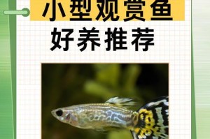 孔雀鱼小鱼的饮食习惯与营养需求（探索孔雀鱼小鱼的食物选择和健康生长）