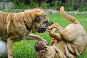 以沙皮犬妊娠期为主的饲喂指南（如何在沙皮犬妊娠期间合理饲喂，保证母犬和幼犬健康发展？）